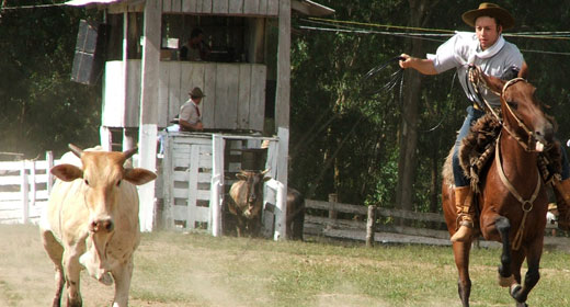 Seguro Rodeio Crioulo