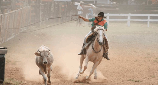 Seguro Rodeio Crioulo